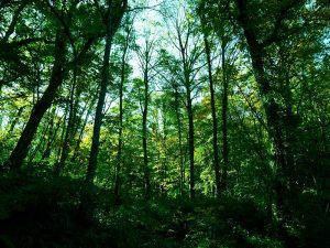 Investors cautious in allocation to sustainable investments: study – Investment Executive Investors cautious in allocation to sustainable investments: study – Investment Executive