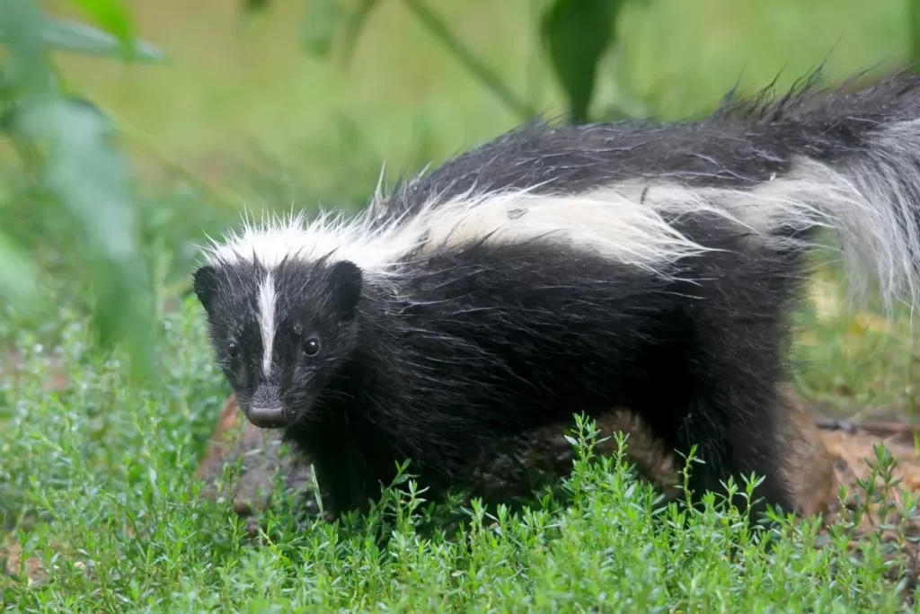 5 skunks test positive for rabies; Niagara Region Public Health issues advisory – St. Catharines Standard