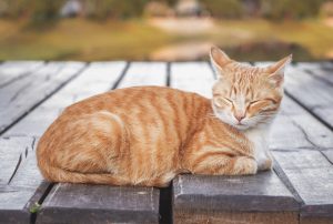 A person caught Covid from a cat, first confirmed case says Scientific American – Boing Boing