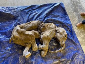 Miners say baby woolly mammoth find in Yukon is biggest event in life so far