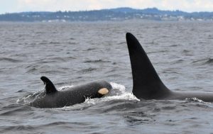 Researchers name newest baby orca spotted in B.C. waters