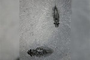Fossils of ancient predators with three eyes shed light on evolution of insects – Victoria News