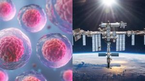 NASA to fund billions of stem cells being grown on the space station – TweakTown NASA to fund billions of stem cells being grown on the space station – TweakTown