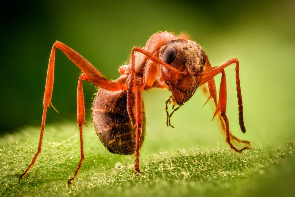 Marine fossil sheds light on arthropod evolution – Earth.com