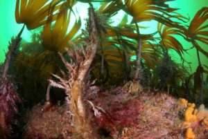 The Surprising Consequences of a Seaweed Switcheroo – Hakai Magazine The Surprising Consequences of a Seaweed Switcheroo – Hakai Magazine