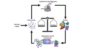 How the cell's waste management systems might be targeted to treat cancer – The Conversation Indonesia