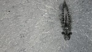 New fossils shed light on evolution of insects – CTV News