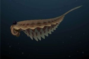500 Million-Year-Old Fossils With Three Eyes And Visible Brains Discovered – IFLScience 500 Million-Year-Old Fossils With Three Eyes And Visible Brains Discovered – IFLScience