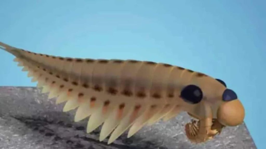 Scientists Rethink Evolution of Insects After Discovery of 500 Mn Years Old Fossils – News18