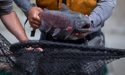 Excitement in B.C. Indigenous communities as salmon get past Fraser slide zone