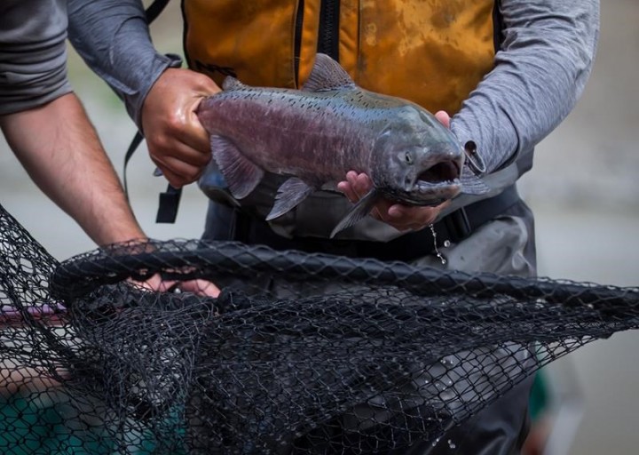 Excitement in B.C. Indigenous communities as salmon get past Fraser slide zone