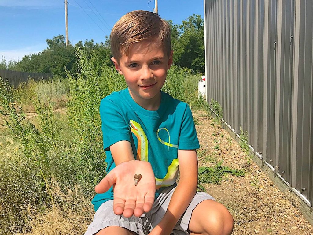 Red Deer-area boy discovers ancient shark’s tooth in his yard – Lacombe Express