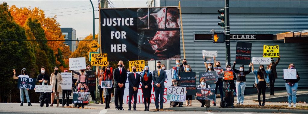 Sentencing Hearing and Press Conference on August 26 for Activists Convicted of Break-and-Enter, Mischief for Exposing Animal Cruelty at Excelsior Hog Farm in 2019