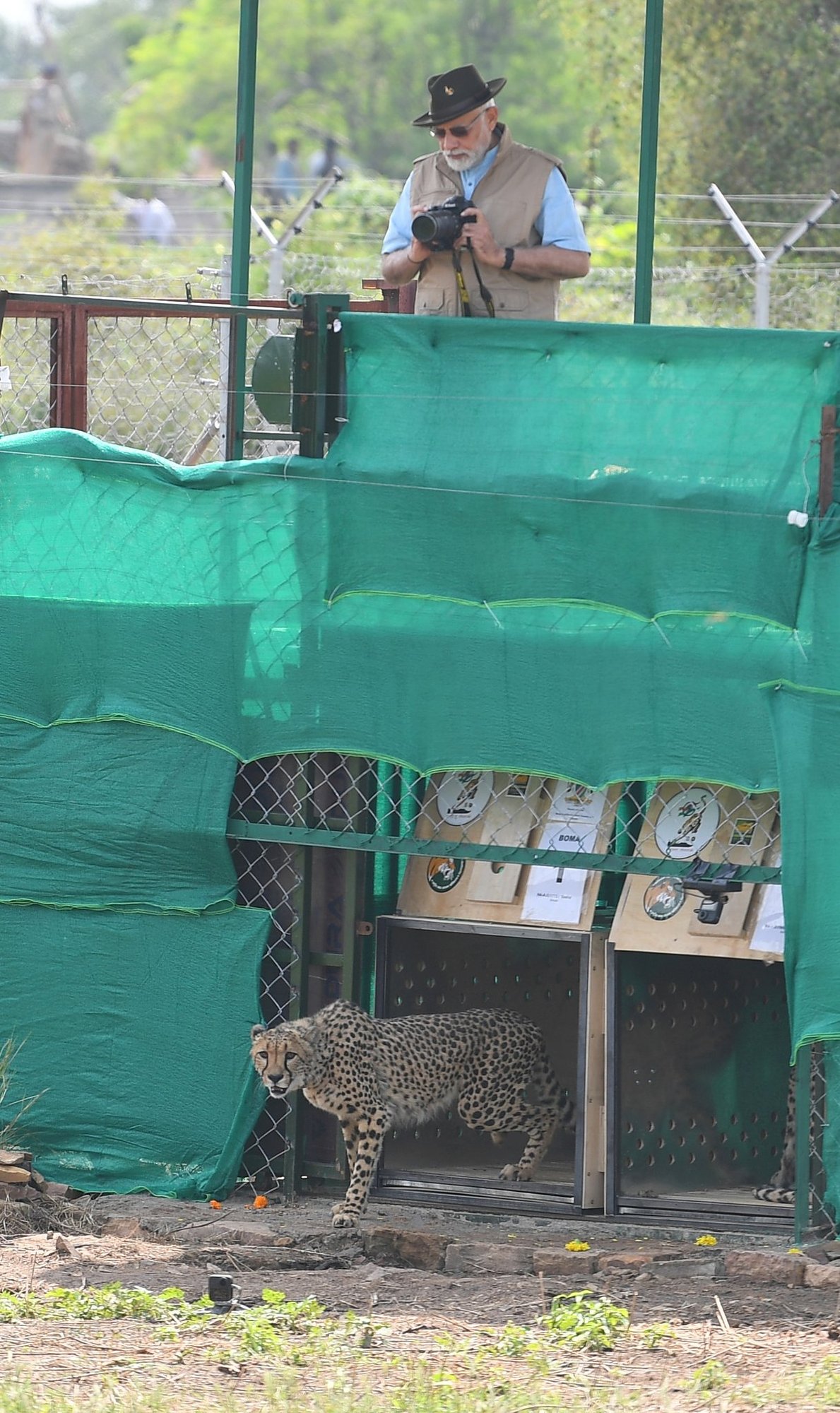 Cheetahs are back in India following 70 year hiatus