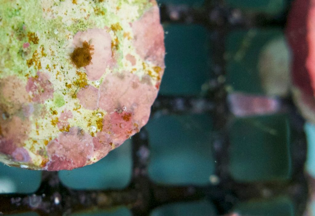 A Moonshot for Coral Breeding Was Successful – Hakai Magazine