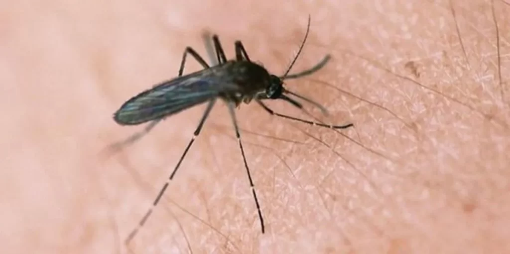 Risk of West Nile virus high in Hamilton after first human case reported – The Peterborough Examiner