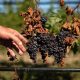 Climate Changed: Ontario wine producers seek solutions to extreme weather threats