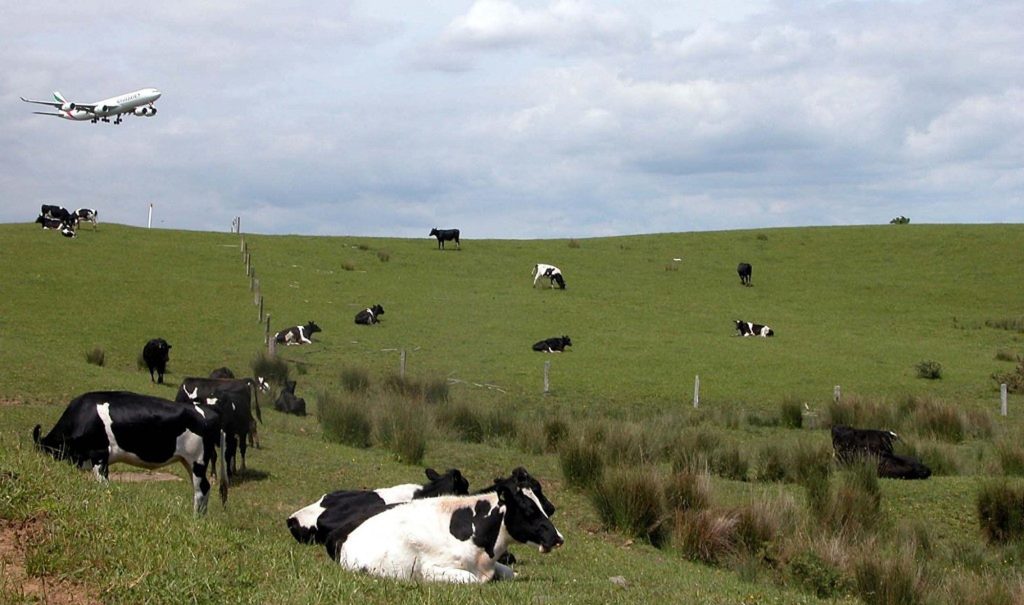 New Zeland to collect burping and peeing tax from animals