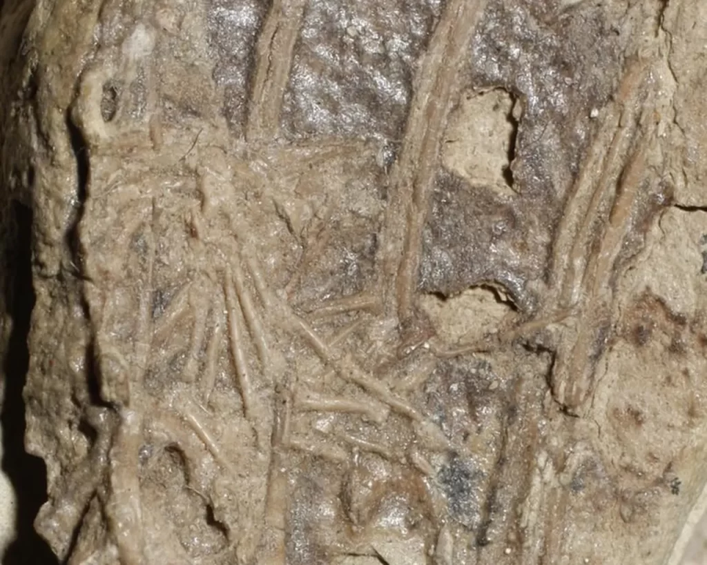 Dining dinosaur fossil has mammal in belly, sheds light on ancient ecosystems