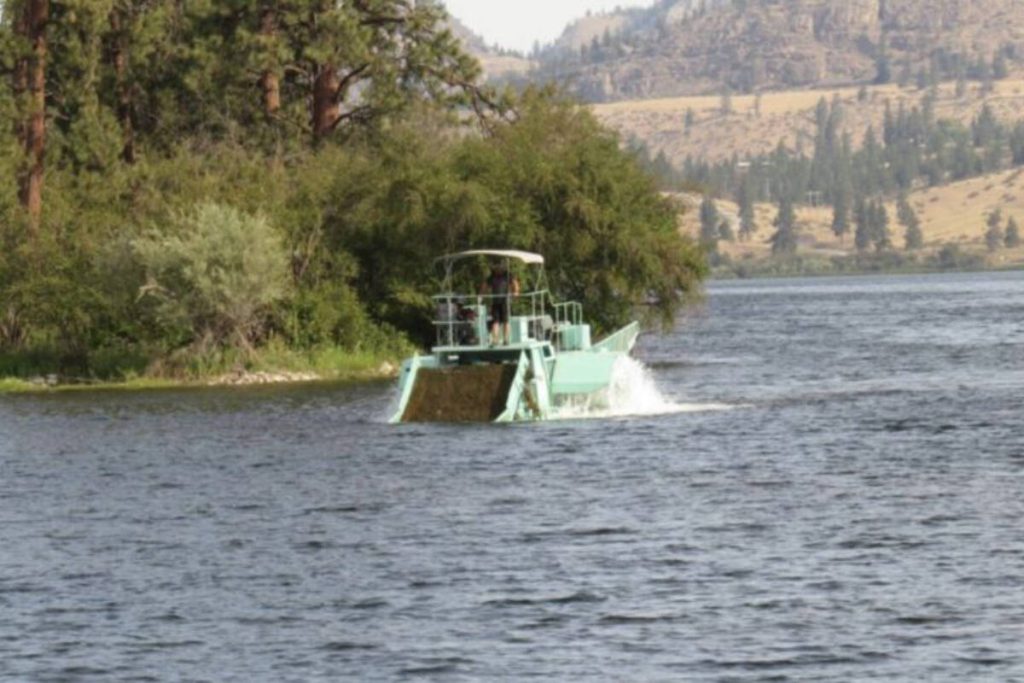 UBC Okanagan study to investigate where Eurasian watermilfoil occurs in lakes