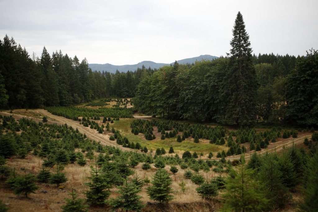 Climate change affecting Christmas tree farms across Canada, expert say