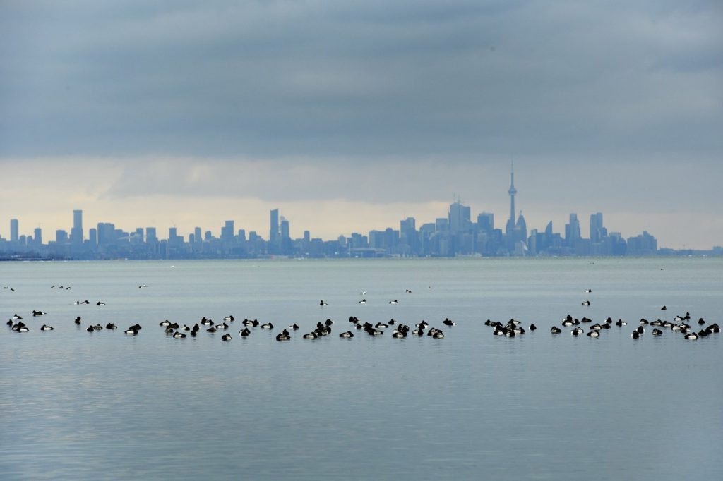 Federal environment minister certifies 14 bird-friendly cities in six provinces