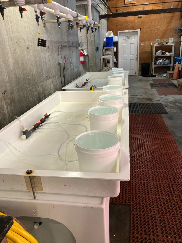 Clamshells Face the Acid Test