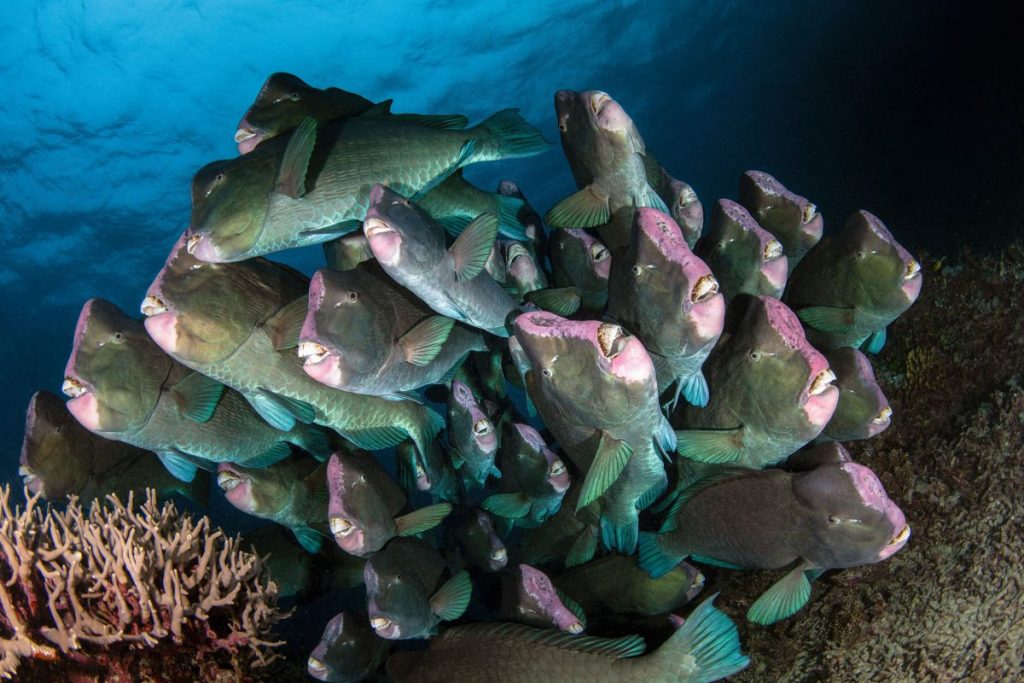 One Great Shot: Bucktoothed Bumpheads on the Great Barrier Reef