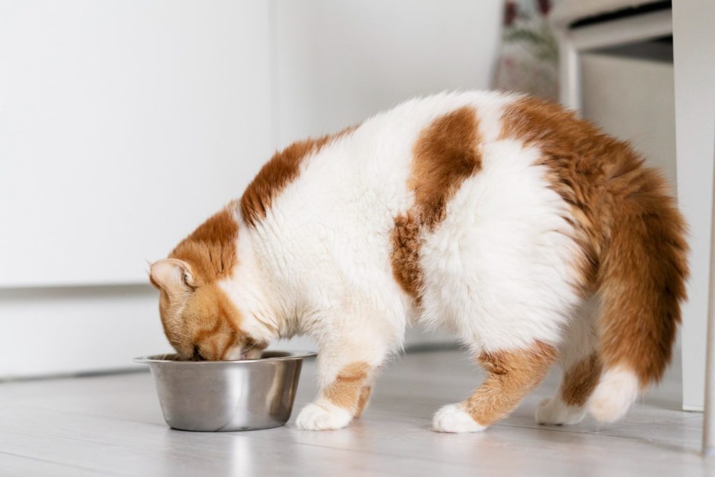 Why More People Are Turning to Raw Cat Food for Their Felines