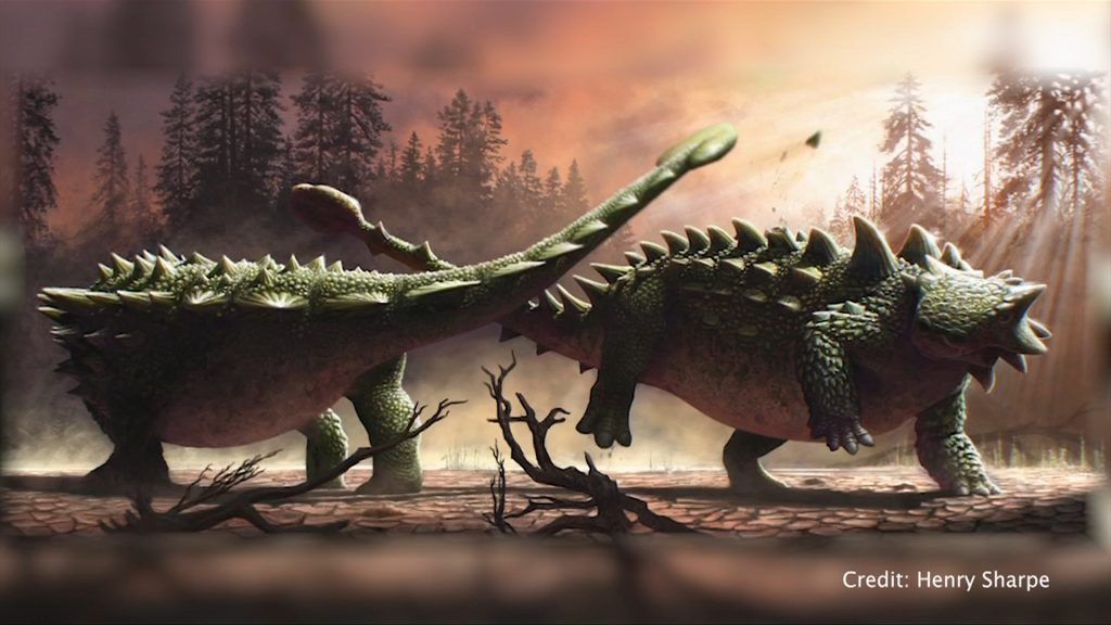 Royal BC Museum researcher has new theory of ankylosaur tail use