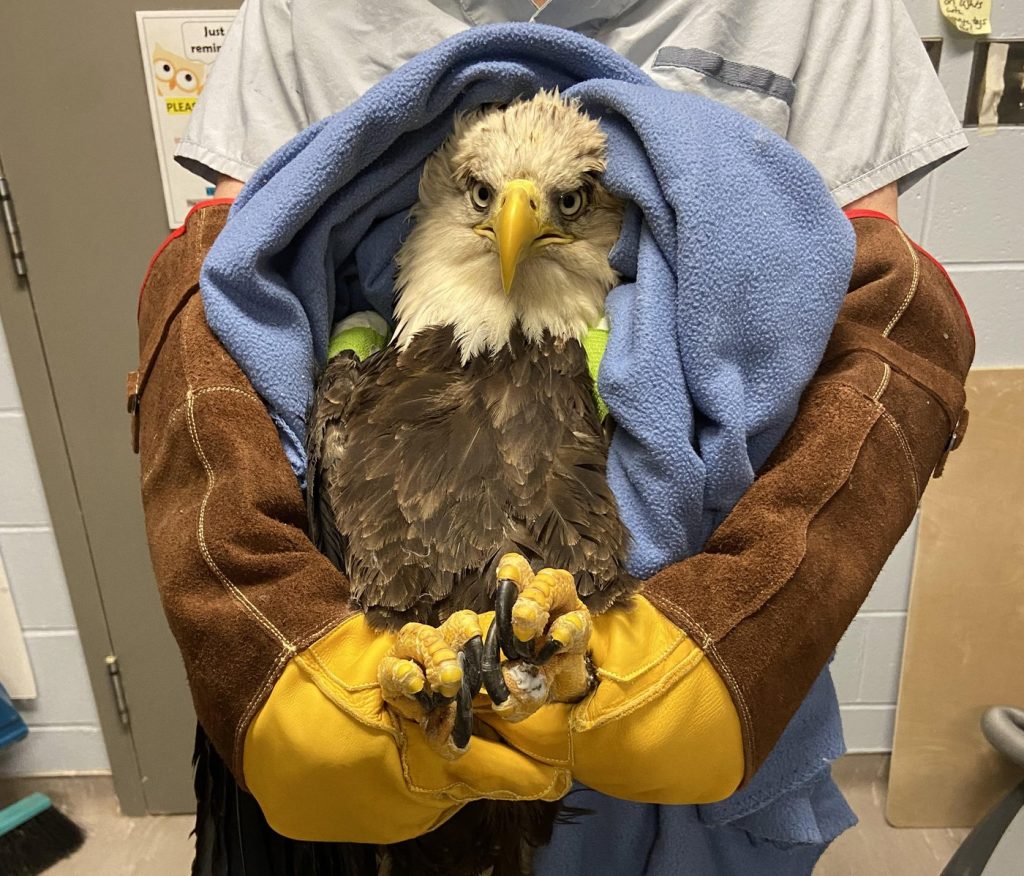 Prince Edward Island bald eagle receives rare surgery