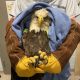 Prince Edward Island bald eagle