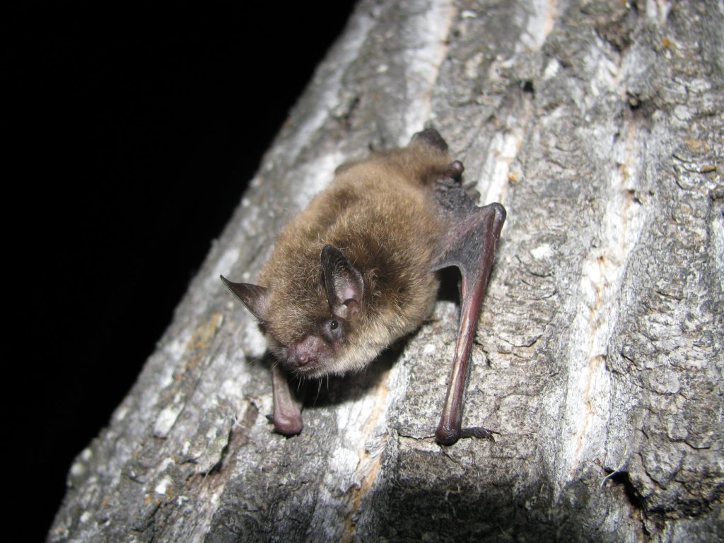 Bat fungus that causes fatal White-Nose Syndrome makes first appearances in Alberta
