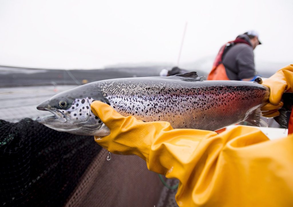 Fisheries Department to shut 15 salmon farms off B.C.’s coast to protect wild fish
