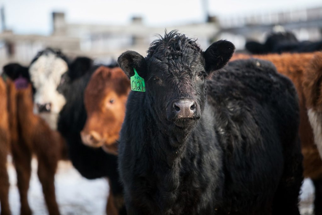 USask researchers discover new antimicrobial resistance gene associated with livestock disease treatment – USask News
