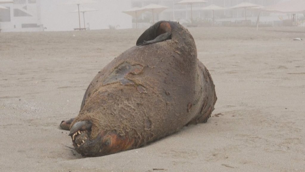 Could bird flu become a pandemic?