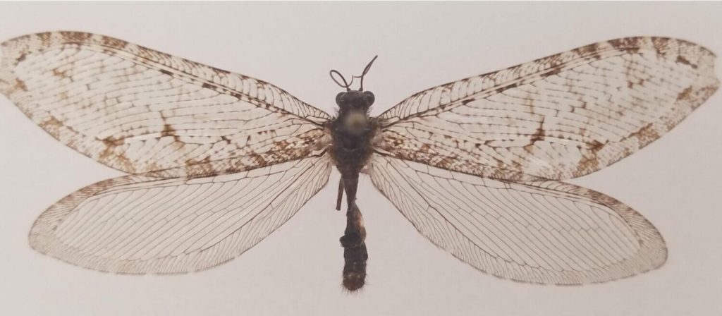 Rare insect found outside a Walmart dates back to the Jurassic