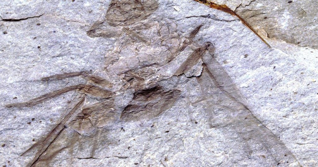 Yikes! Giant ant fossil found near Princeton