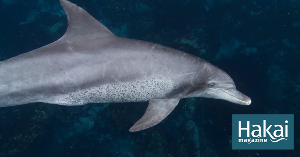 Another Animal That Speckles with Age: Dolphins