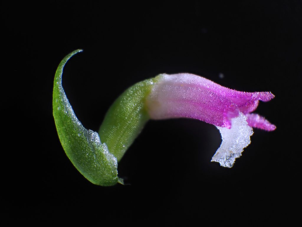 A new species of orchid has been discovered in Japan, and its petals look like they’re spun from glass