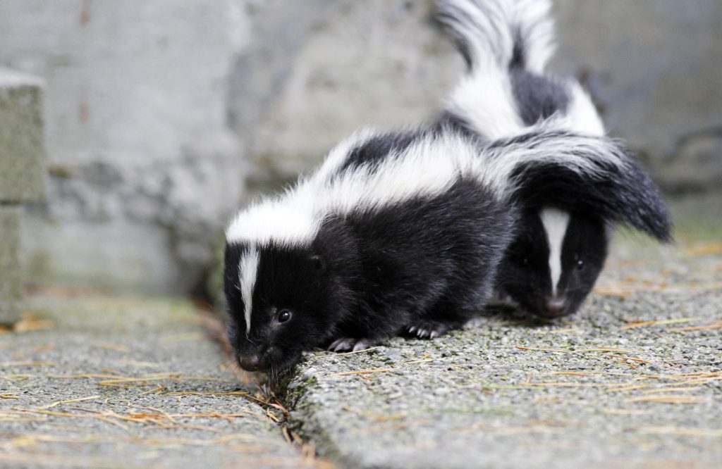 Skunks test positive for avian influenza