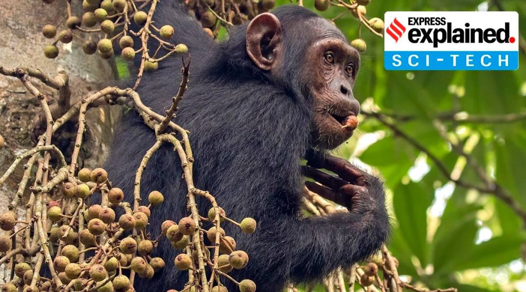 Why Do Apes Like to Spin? Maybe for the Same Reasons as People.