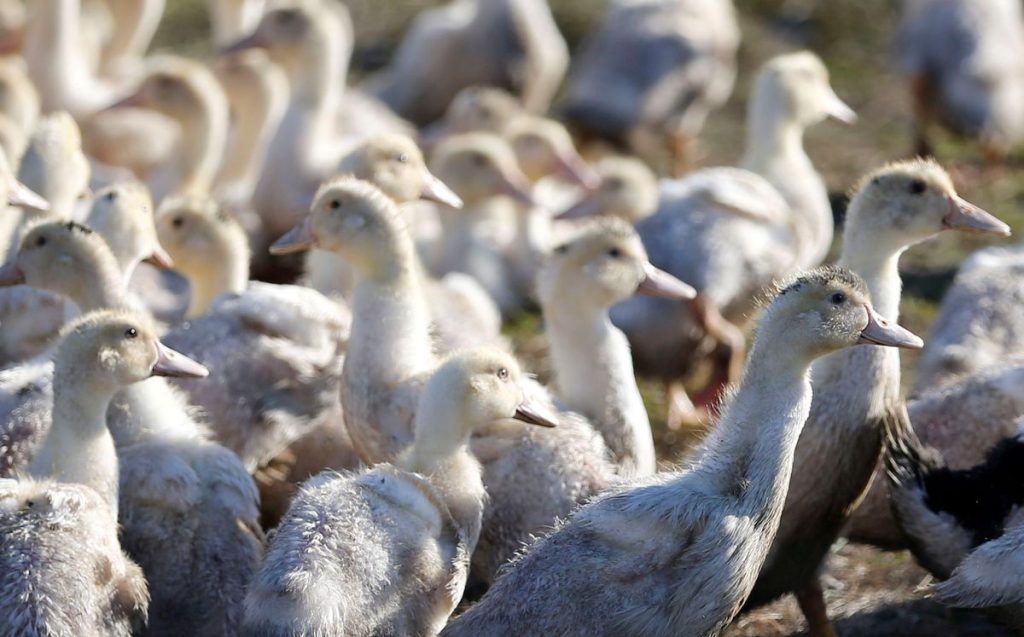 World’s animal health body backs bird flu vaccination to avoid pandemic