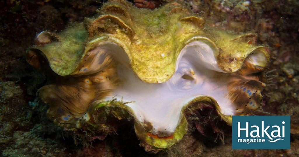 Bleaching, It’s Not Just for Corals