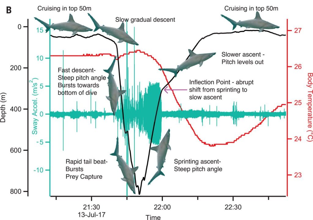 Hammerheads hold their breath to keep warm when deep-diving for food