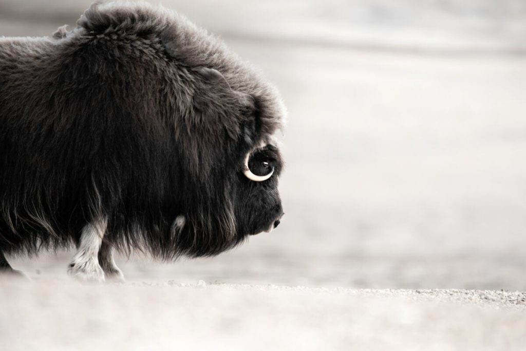 Muskoxen: the tundra’s ultimate survivors