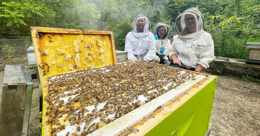 Probiotics improve honeybee health, Western University research finds