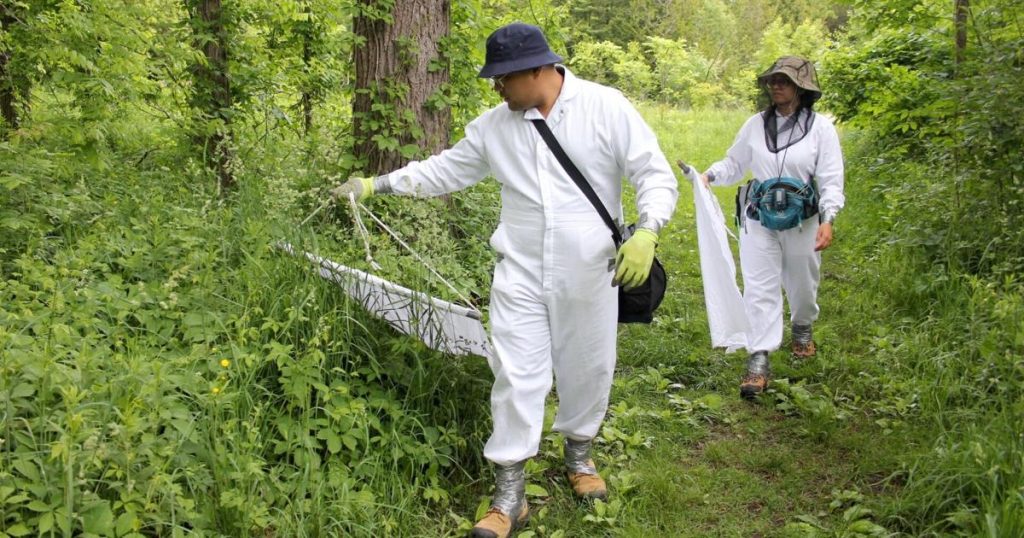Deer ticks showing up in Guelph, Wellington area