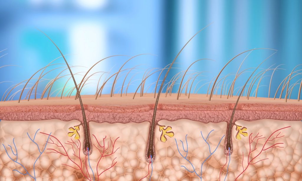 Senescent cells unlock the secret to luscious hair growth