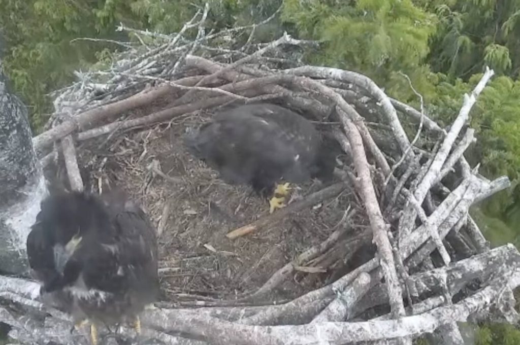 Bald eaglets in White Rock, South Surrey nests will prepare to fledge soon